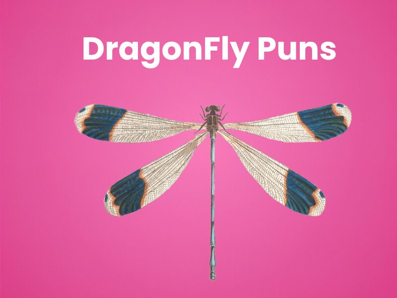 DragonFly-Puns