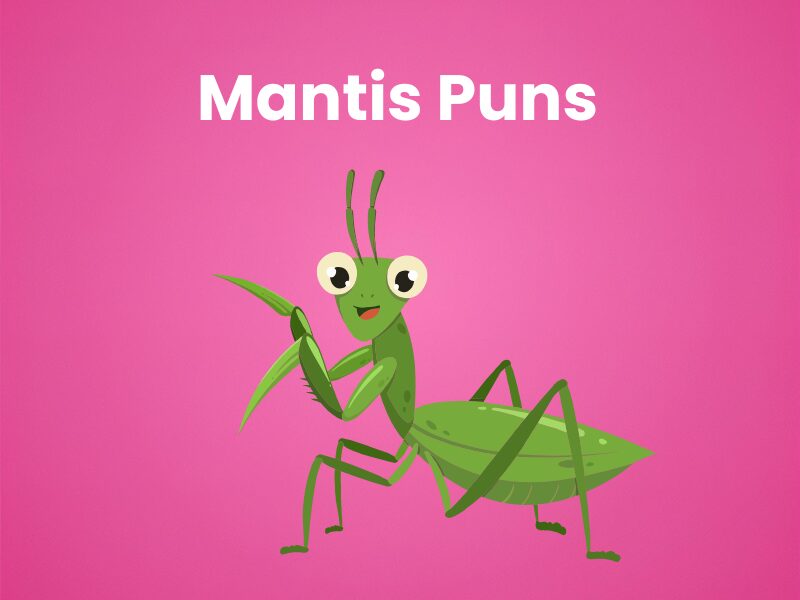 Praying Mantis Pun